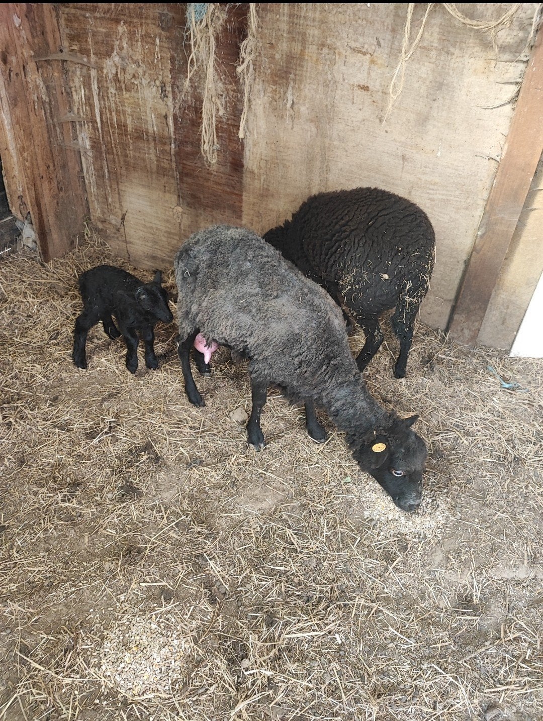 Mouton de Ouessant, Mannelijk