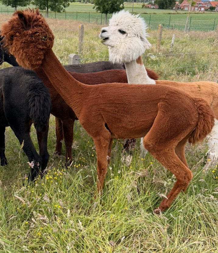Alpaca ruin bijna 3 jaar, Juillet, Mâle