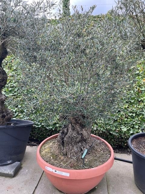 olijfboom, Tuin en Terras, Lente, 100 tot 250 cm, Olijfboom, Ophalen
