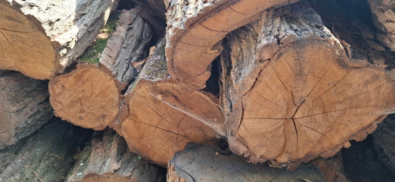 Stères de bois robinier et chêne.  Coupe sur commande., Enlèvement, Chêne