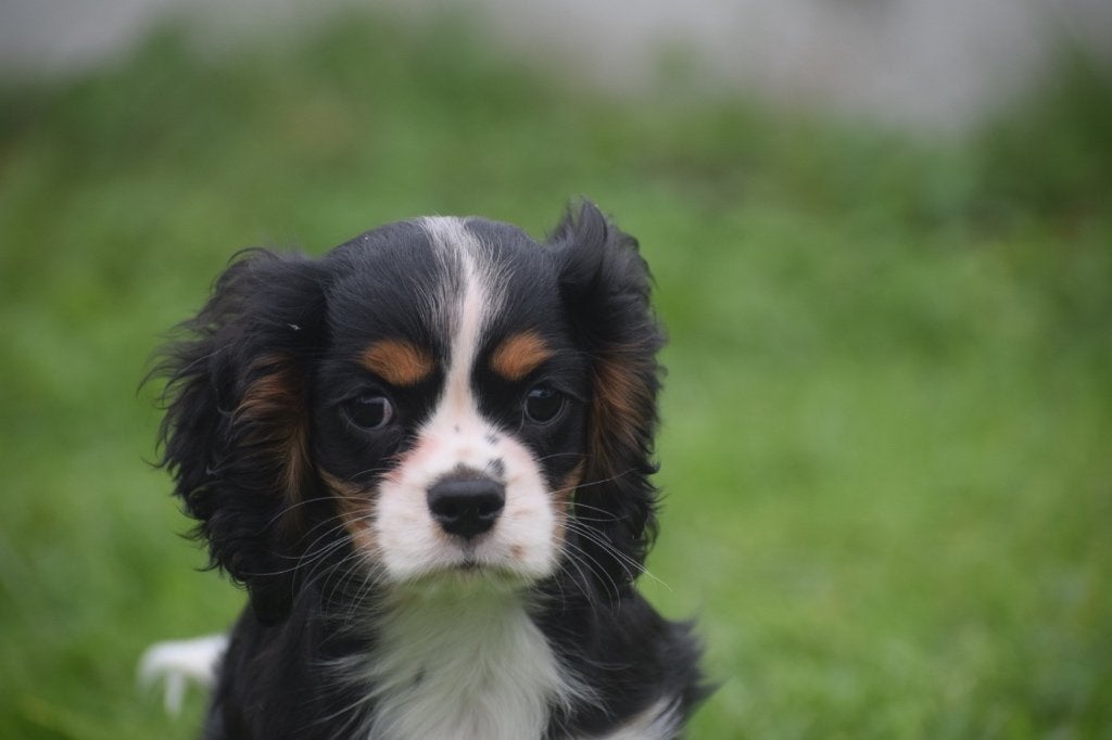 Cavalier King Charles spaniel pups, 15 weken tot 1 jaar, Buitenland, CDV (hondenziekte), Meerdere