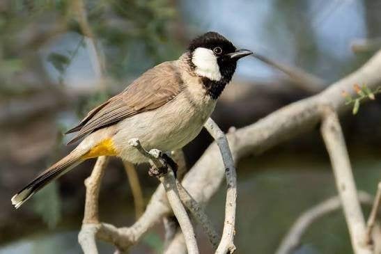 Bulbuls à oreillons blancs - Pycnonotus leucotis, Plusieurs animaux, Oiseau tropical, Domestique