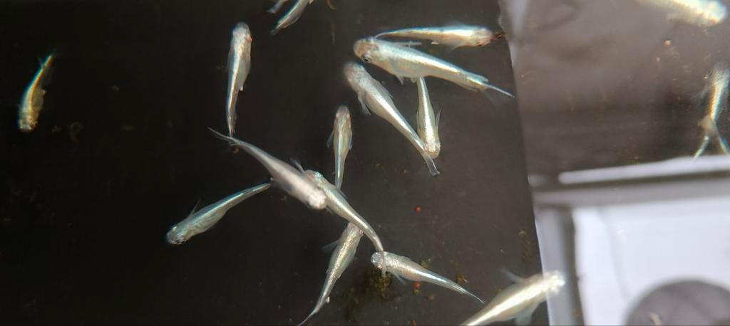 Medaka visjes te koop, Dieren en Toebehoren, Vissen | Aquariumvissen