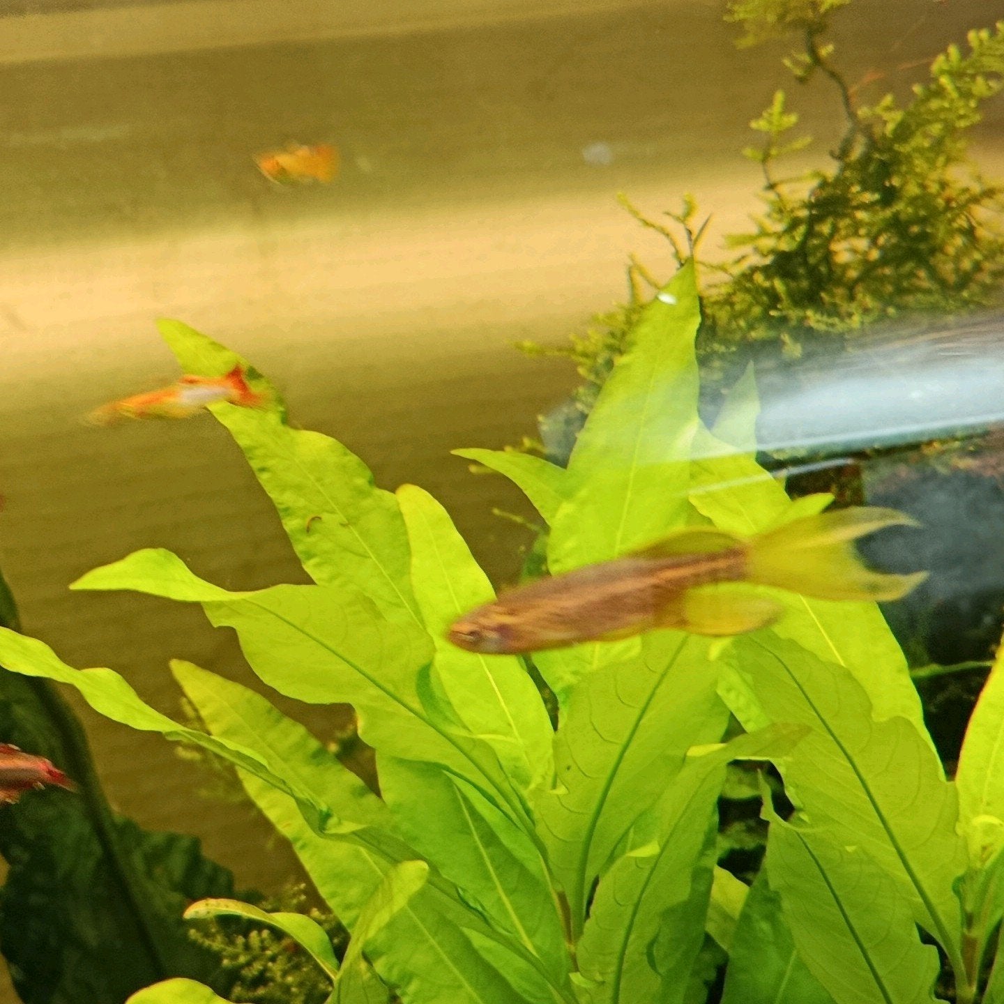 Eigen kweek sluiervin luipaard danio's, Poisson, Poisson d'eau douce, Banc de poissons
