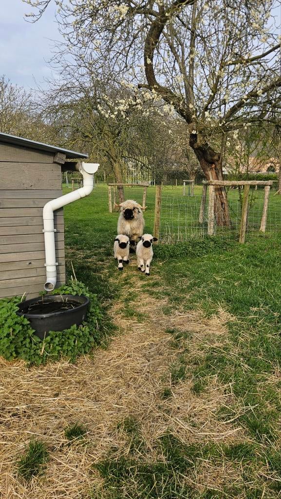 Walliser schwarznase lammetjes, Dieren en Toebehoren, Meerdere dieren, Schaap, 0 tot 2 jaar