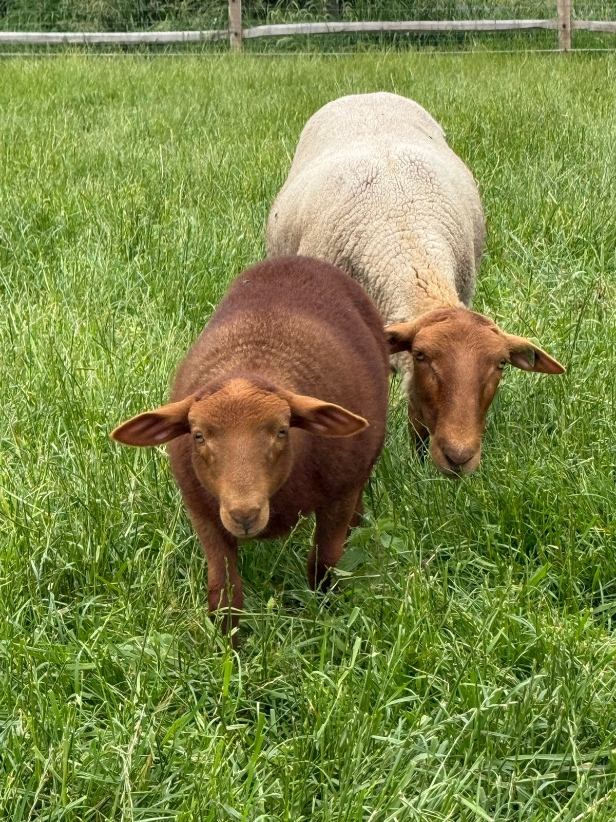 Ardense voskop Ram