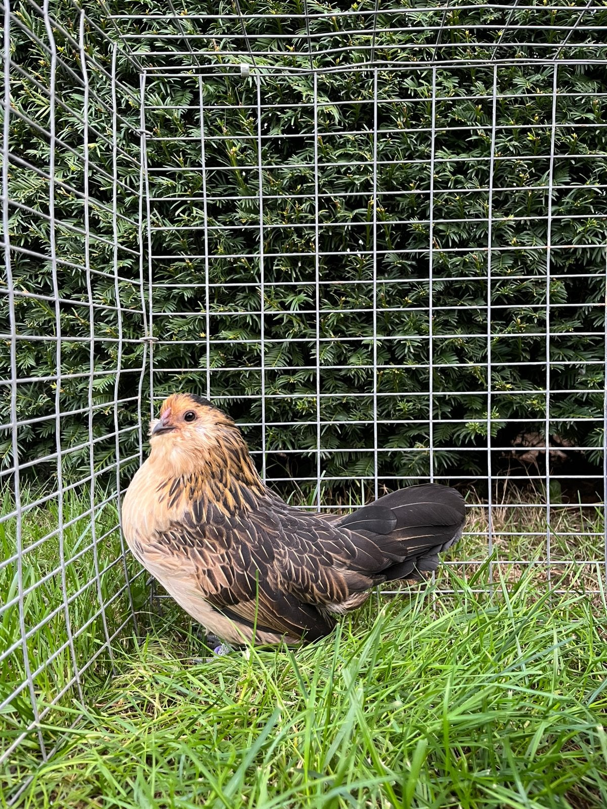 Baardkriel hennetjes voor gezelschap., Dieren en Toebehoren