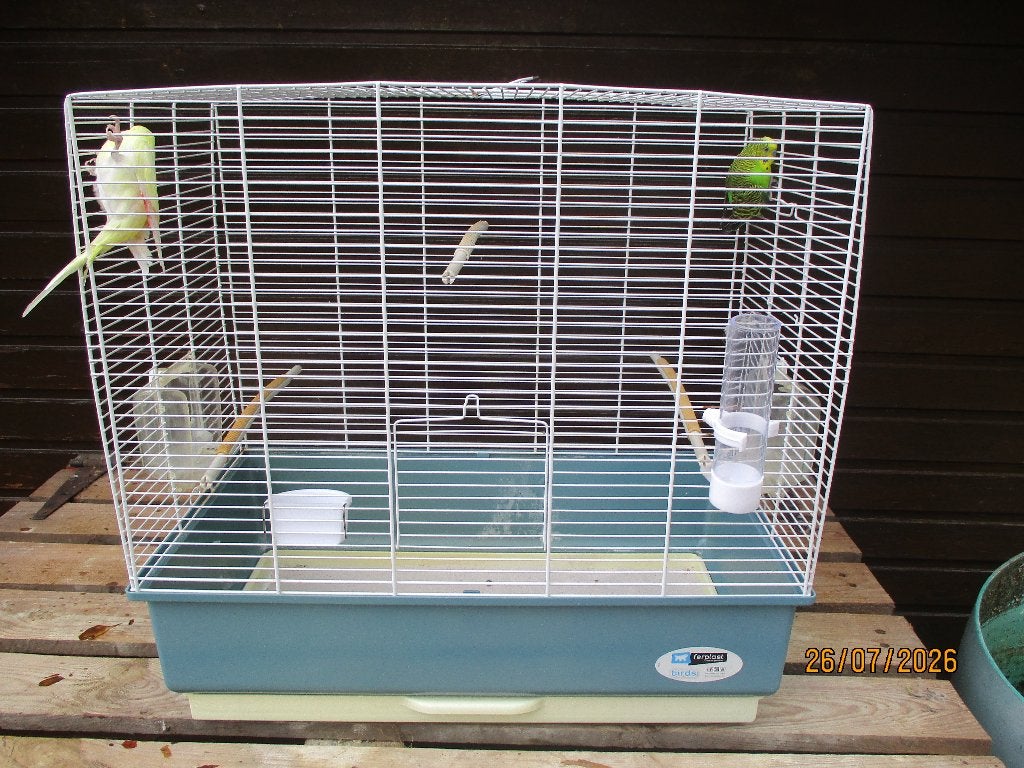 Vogelkooi met koppel grasparkieten, Dieren en Toebehoren, Meerdere dieren, Parkiet