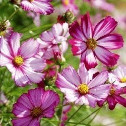 Pluktuin cosmos en oostindische kers plukbloem en zaden, Ophalen