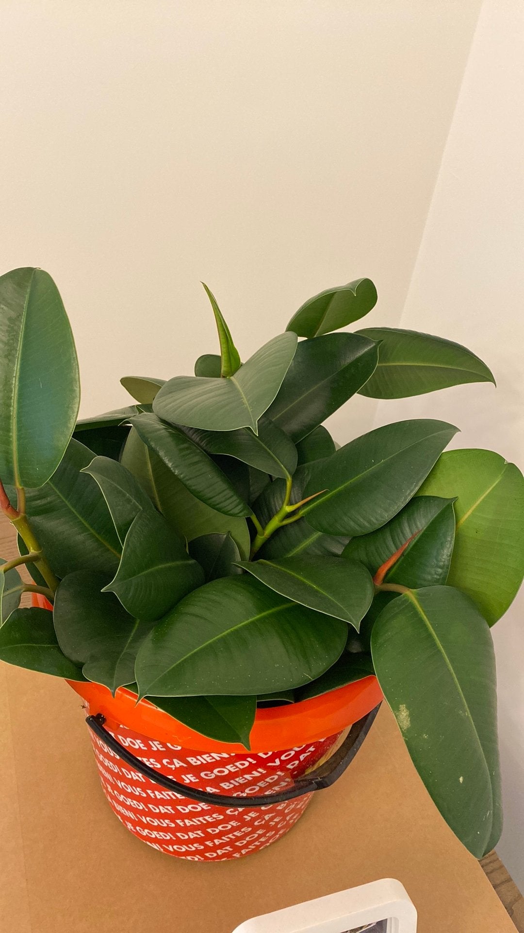 Stekken rubberplant, Huis en Inrichting, Kamerplanten, Ophalen, Ficus