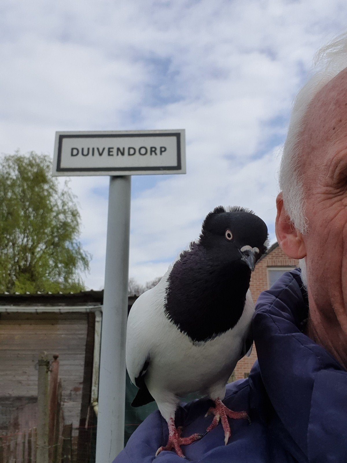 sierduiven