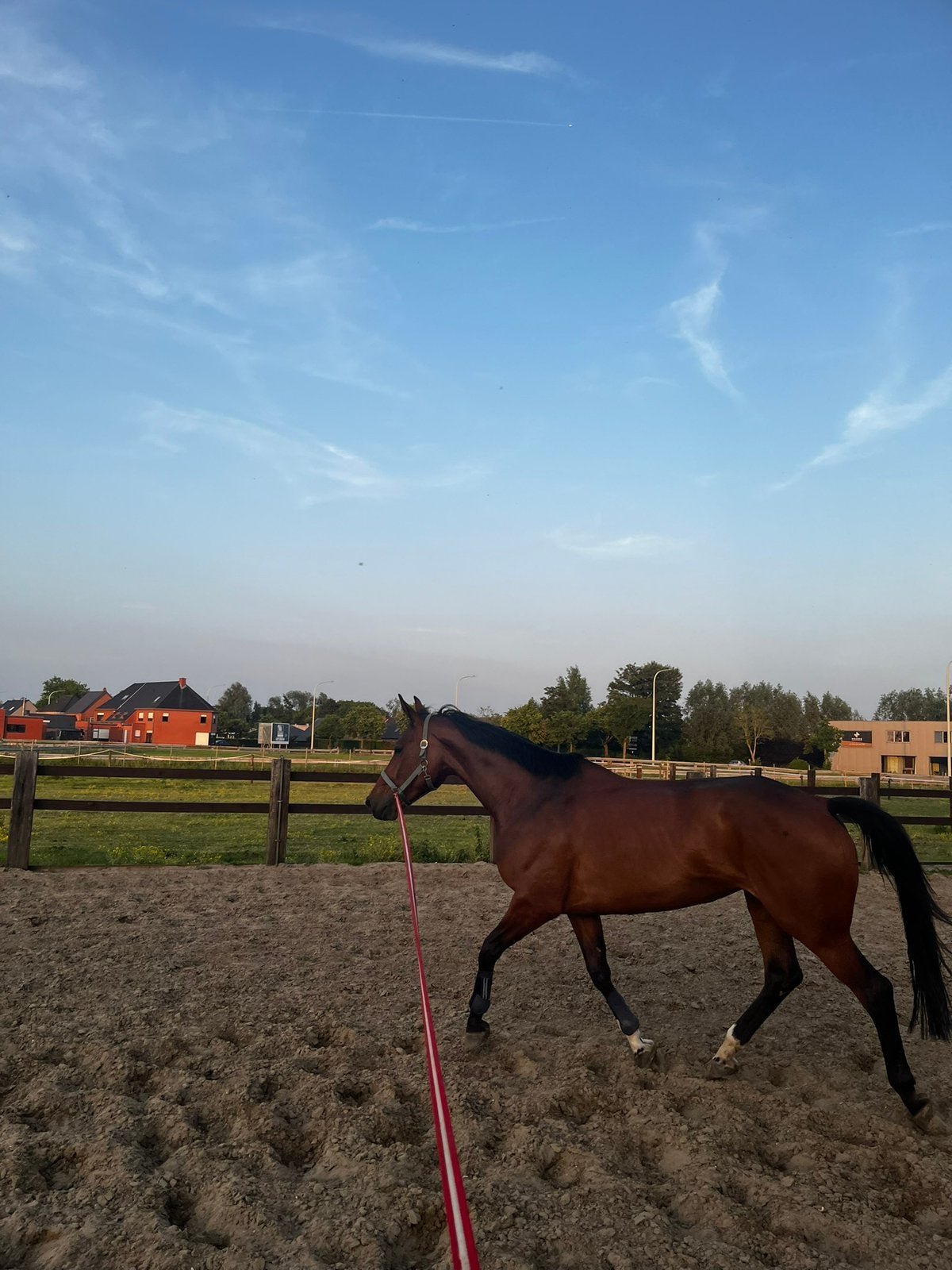 8 jarige merrie te koop., Dieren en Toebehoren, Merrie