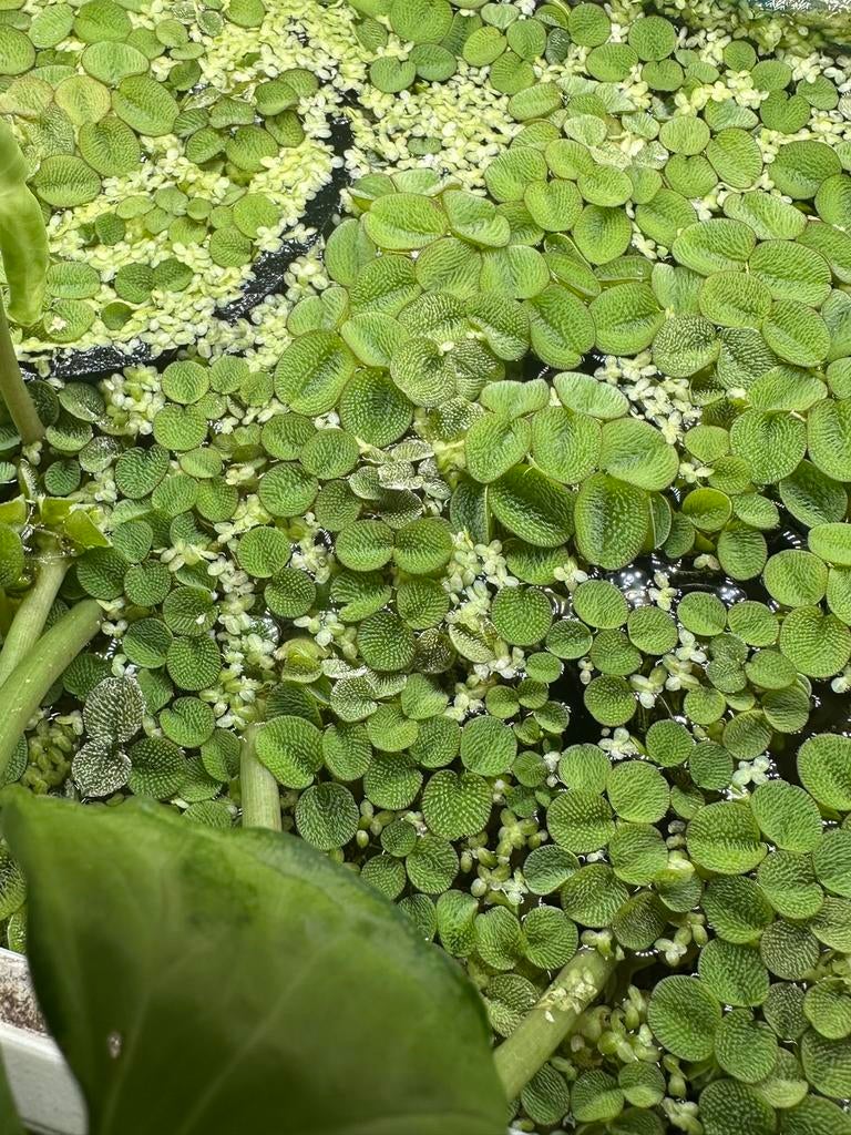 Salvinia minima, Enlèvement, Plante(s), Pierre ou Bois