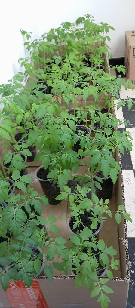 Tomaat, Tuin en Terras, Ophalen