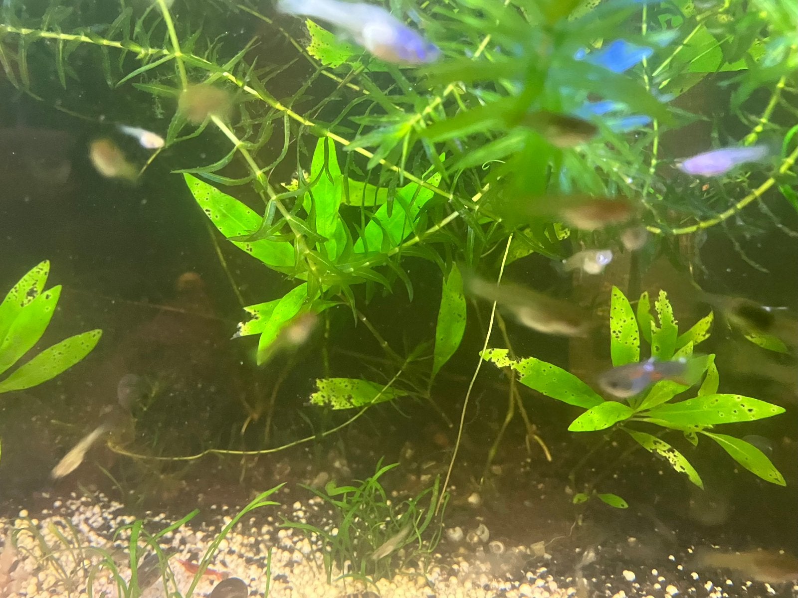 Jonge endler guppy’s, Vis, Zoetwatervis, Schoolvis