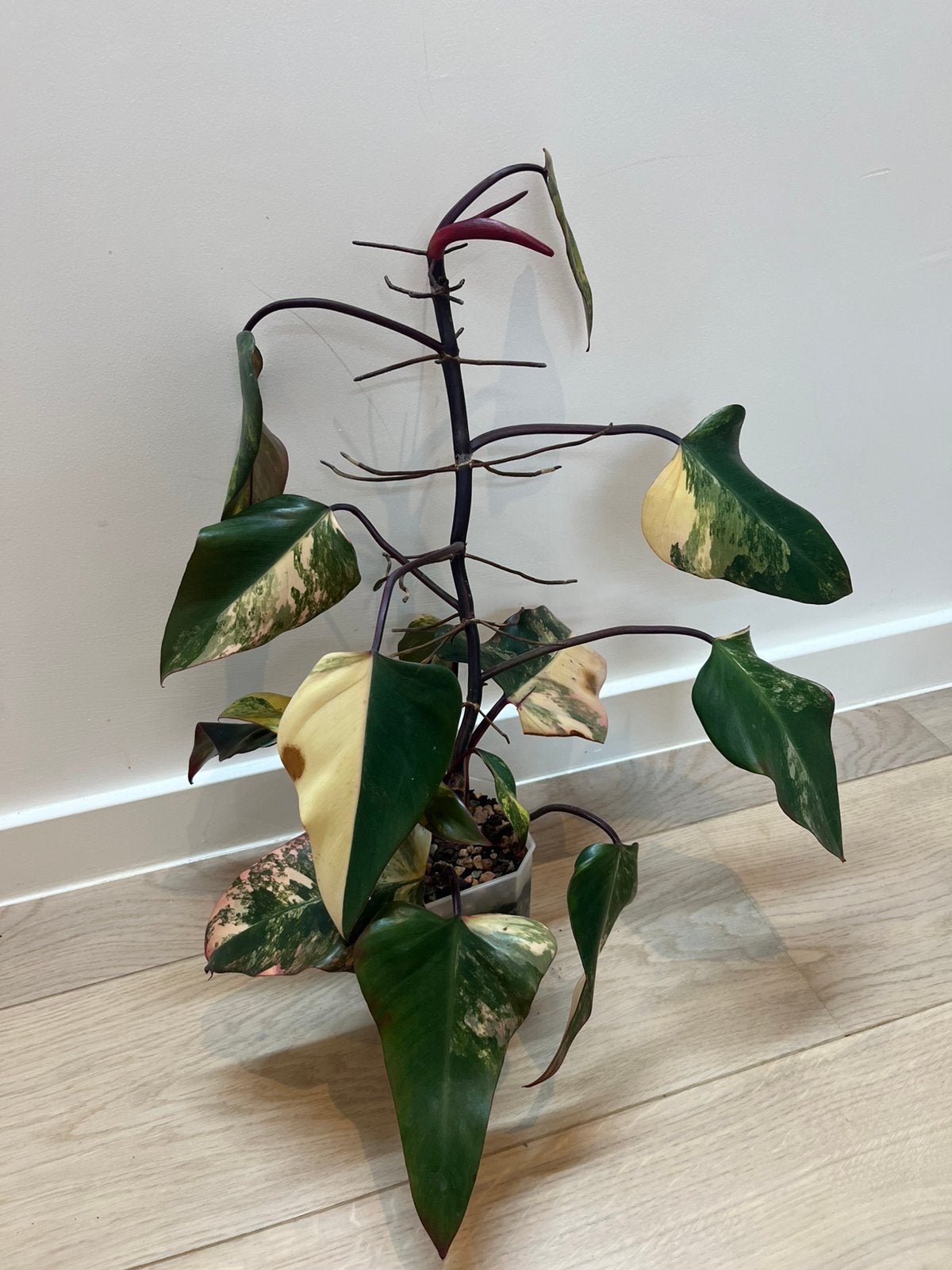 Philodendron Strawberry Shake, Verzenden