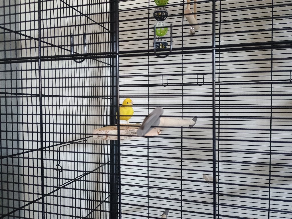 Vogels, Dieren en Toebehoren, Mannelijk, Kleurkanarie