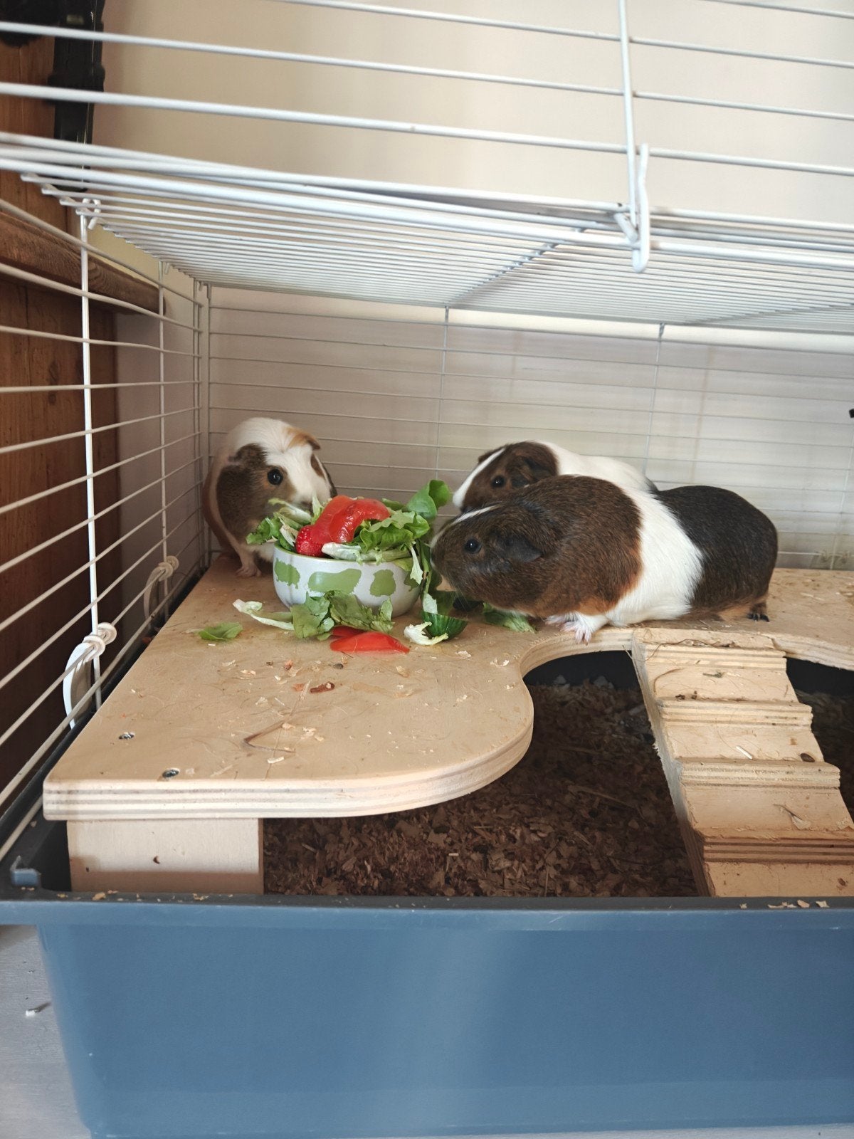 3 cavia's, Animaux & Accessoires, Juin, Femelle, Cobaye