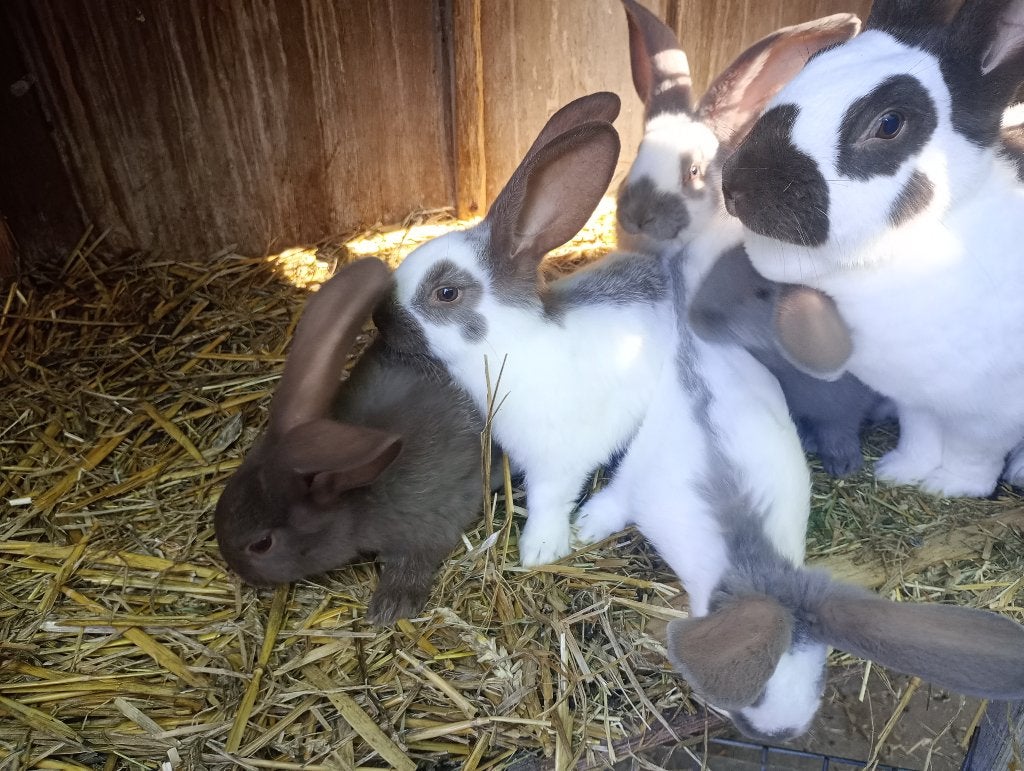 reuzenvlinders/lotharingers, Meerdere dieren, Groot, 0 tot 2 jaar