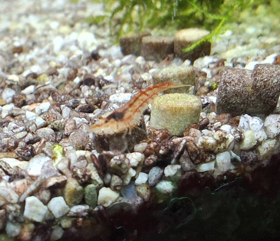 Crevettes Neocaridina rouge/jaune, Homard, Crabe ou Crevette, Poisson d'eau douce, Banc de poissons