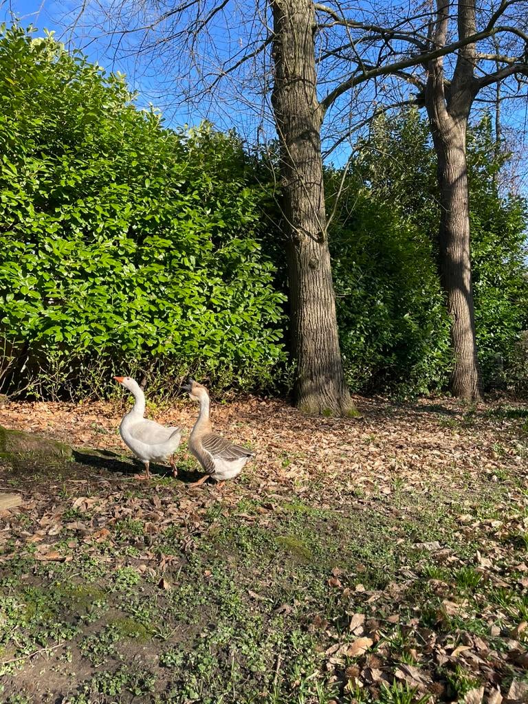 Ganzen te koop of te ruil, Mannelijk, Gans of Zwaan