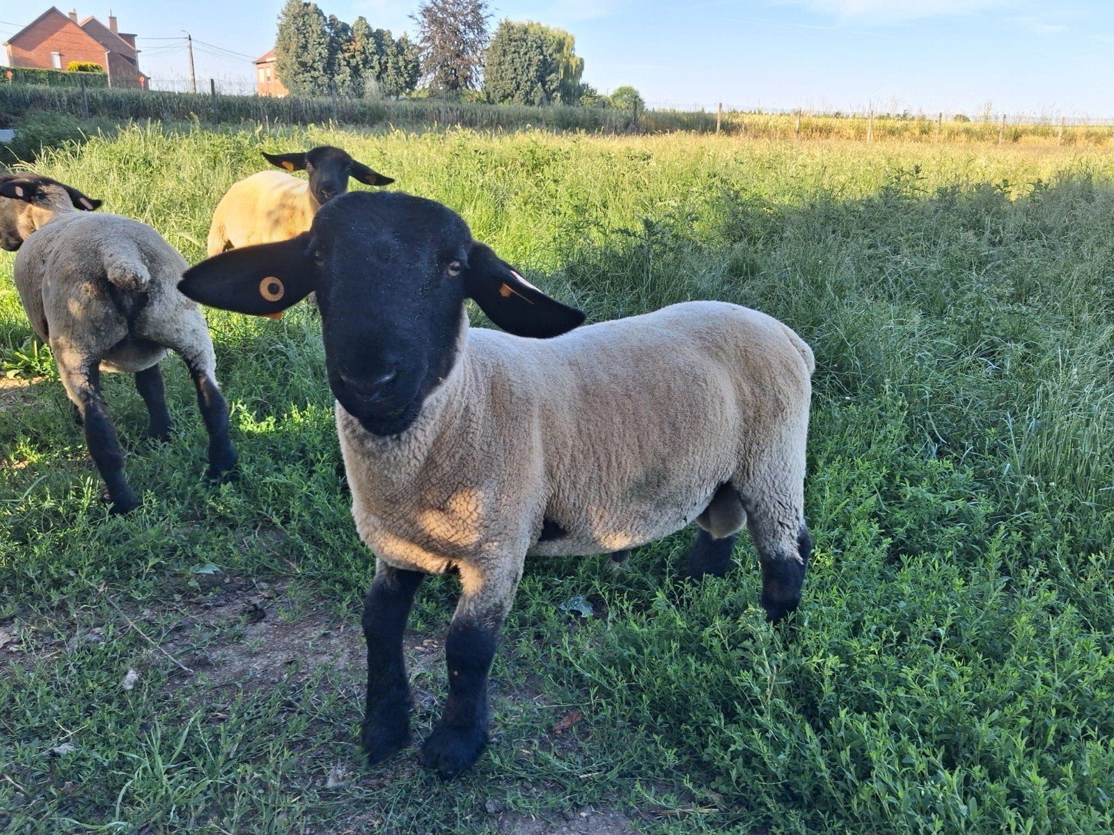 Suffolk jaarling dekram, Dieren en Toebehoren