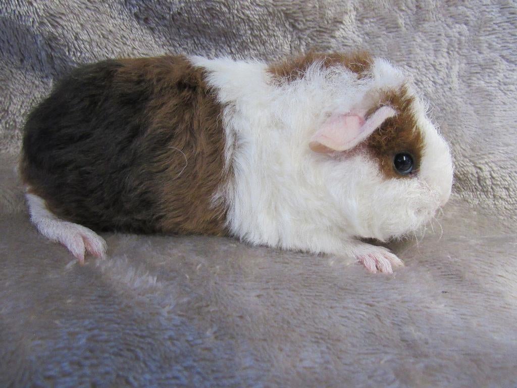 Moeder en dochter US teddy, Dieren en Toebehoren, Knaagdieren, Vrouwelijk, Cavia, April