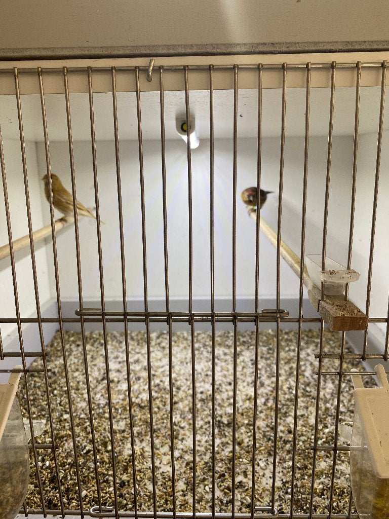 koppel Barmsijs Splitbonddonker +donkerbond geel, Dieren en Toebehoren, Meerdere dieren, Wildzangvogel, Geringd