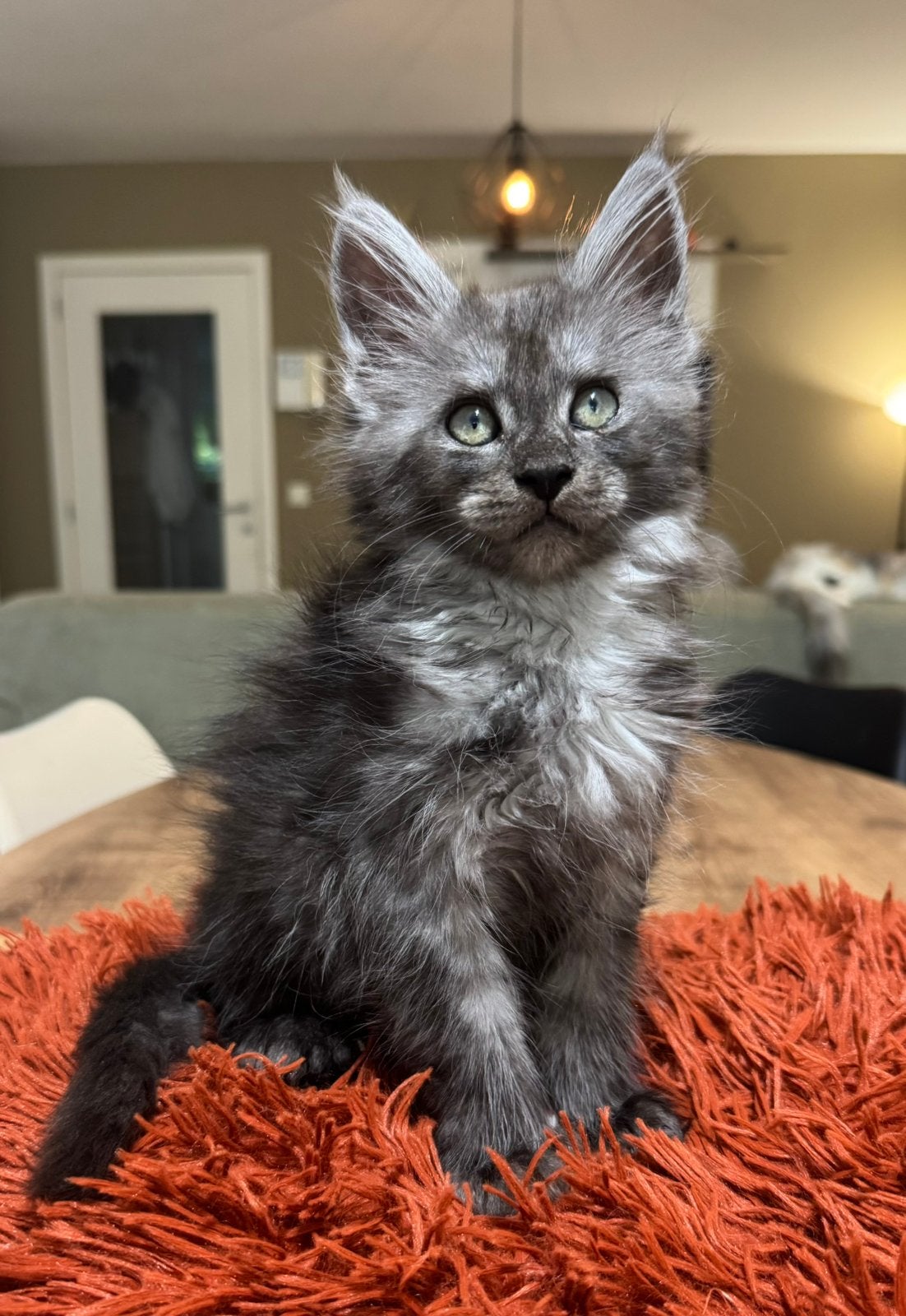 Belle fille en polydactyle Black Smoke, Chatte ou Chat, Avec pedigree, 0 à 2 ans