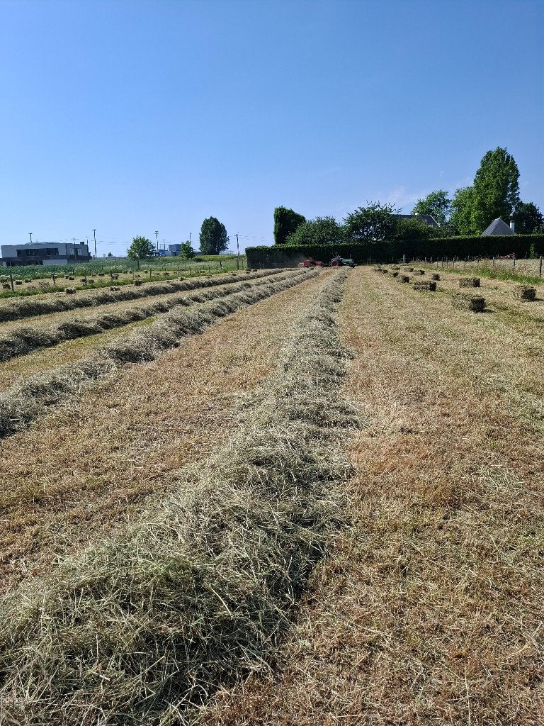 Hooi te koop, Articles professionnels, Agriculture | Aliments pour bétail, Enlèvement