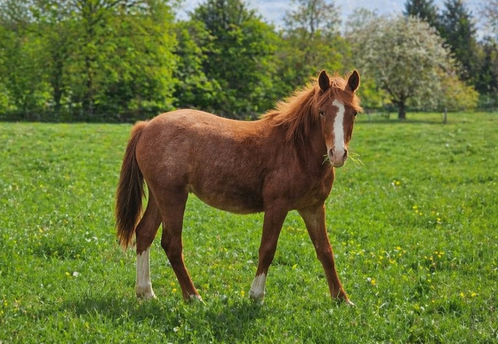 Super sociale jaarling C/D-pony, Animaux & Accessoires, Poneys, Vermifugé, Poney de récréation, Poney D (1.37 m à 1.48m), 0 à 2 ans