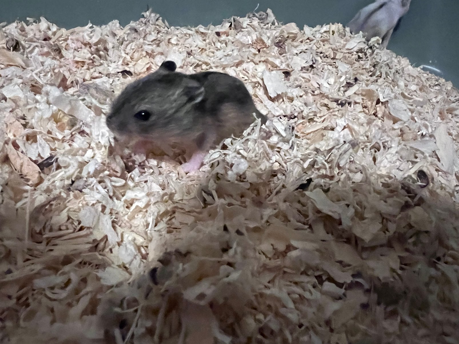 Hamster, Ophalen, Hamster