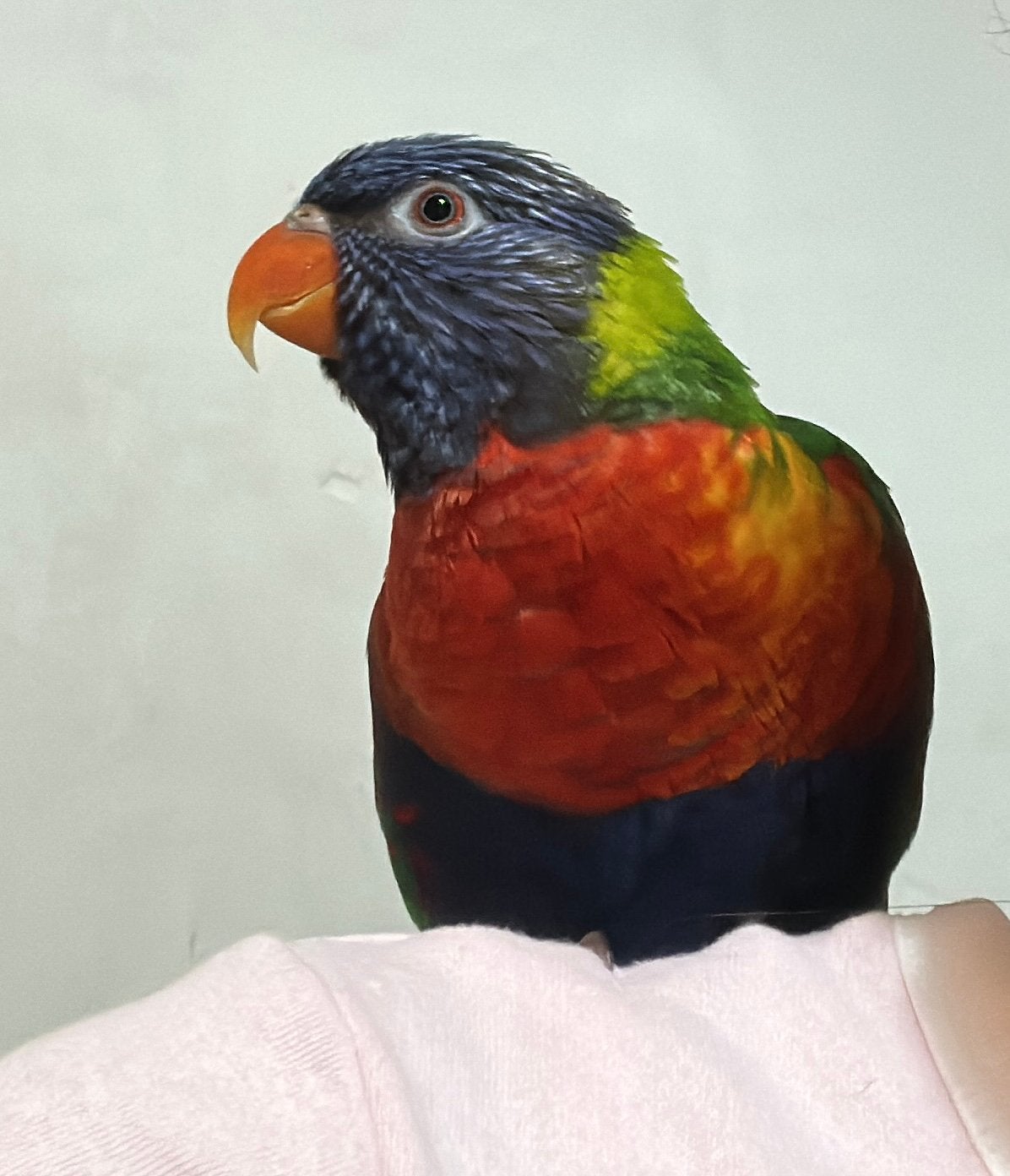 Lorikeet papagaai (prijs bespreekbaar), Animaux & Accessoires, Sexe inconnu, Perroquet, Parleur