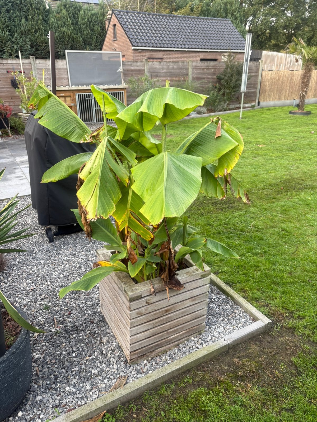 Musa Basjoo en Lotus Banaan in bloembak winterhard, Ophalen