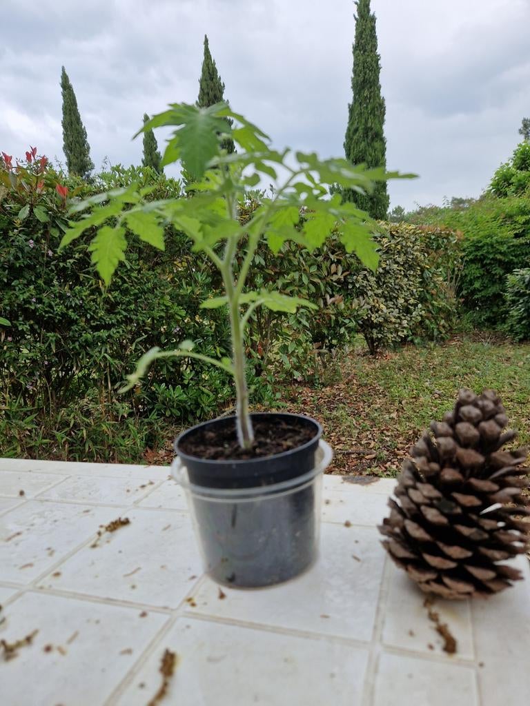 plants de tomates, Autres espèces, Annuelle, Plein soleil, Été