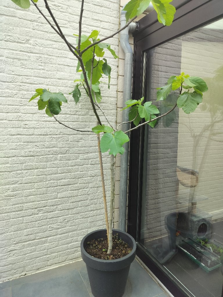 Vijgen boom met pot, Ophalen, In pot, Vijgenboom, 100 tot 250 cm