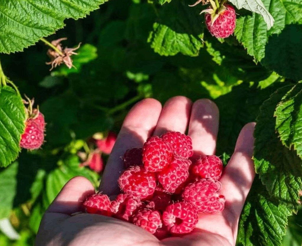 Framboos, Tuin en Terras, Planten | Tuinplanten, Vaste plant, Fruitplanten, Ophalen
