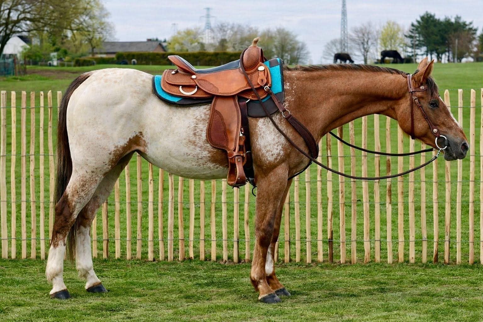 Super, super sympa, bonne jument appaloosa., Poney de récréation, Avec pedigree, Ne s'applique pas, Poney E (1.48 m - 1.57m)