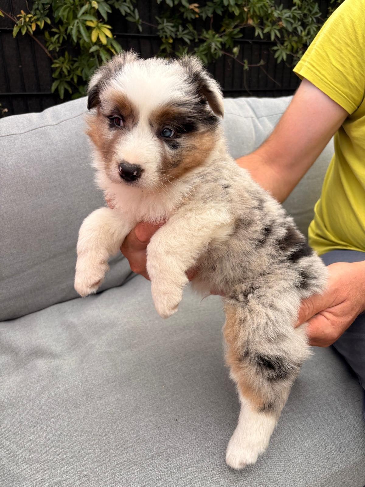 Australische herder zoekt warme thuis, Maladie de Carré (chiens), Plusieurs, Belgique, Berger