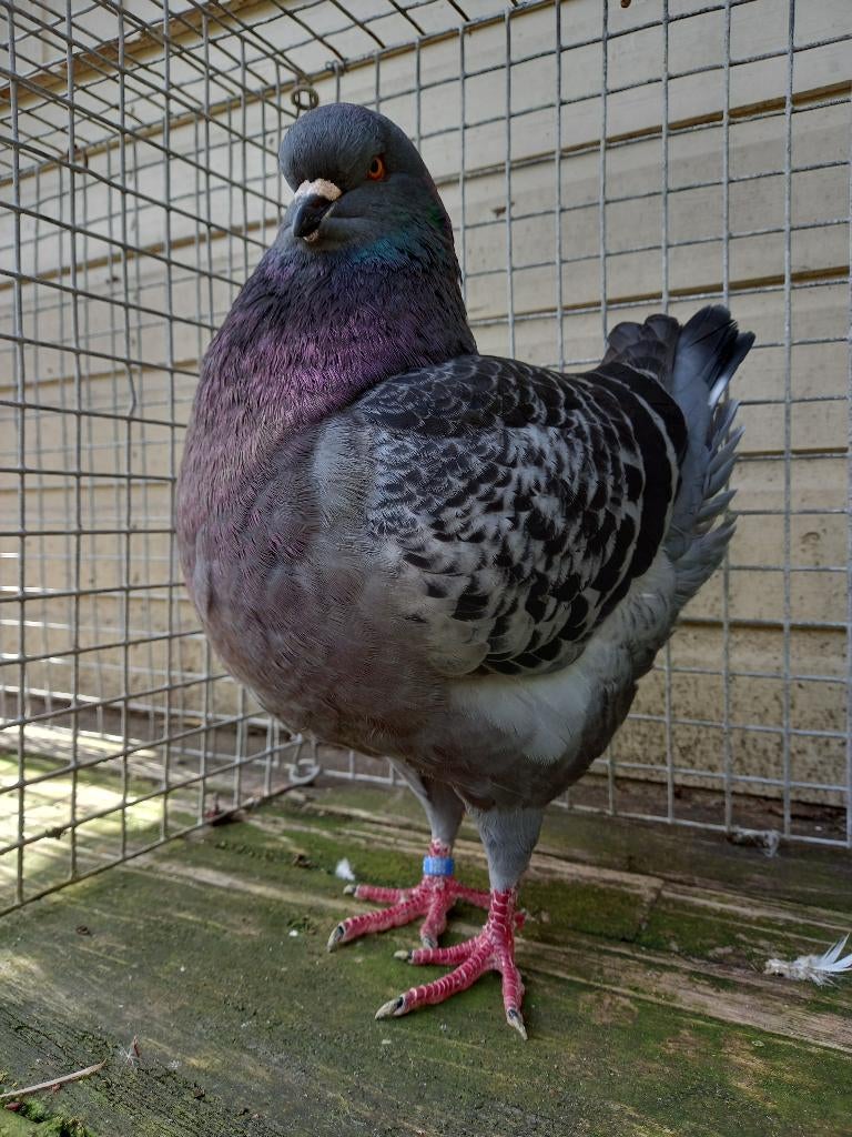 Kingduiven, Dieren en Toebehoren, Vogels | Duiven