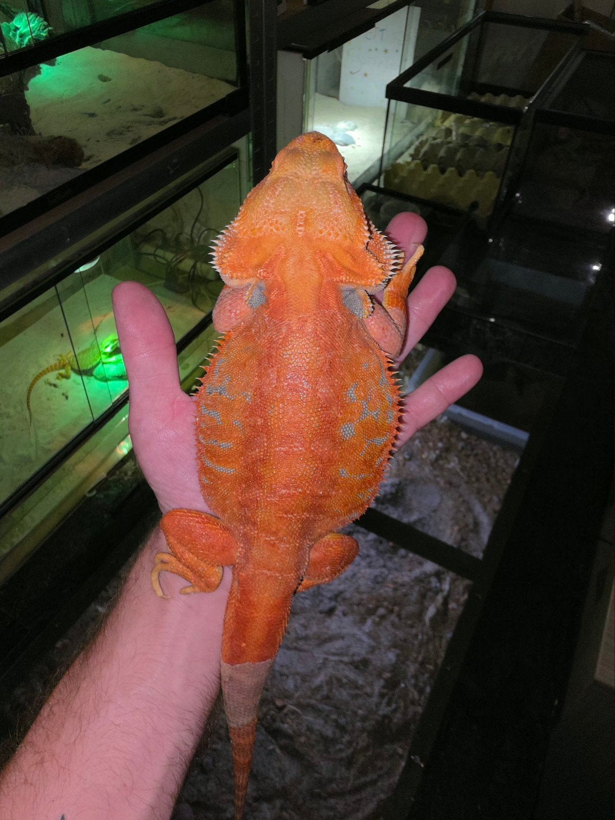 Dragon barbu rouge espagnol mâle, Lézard, Domestique, 0 à 2 ans