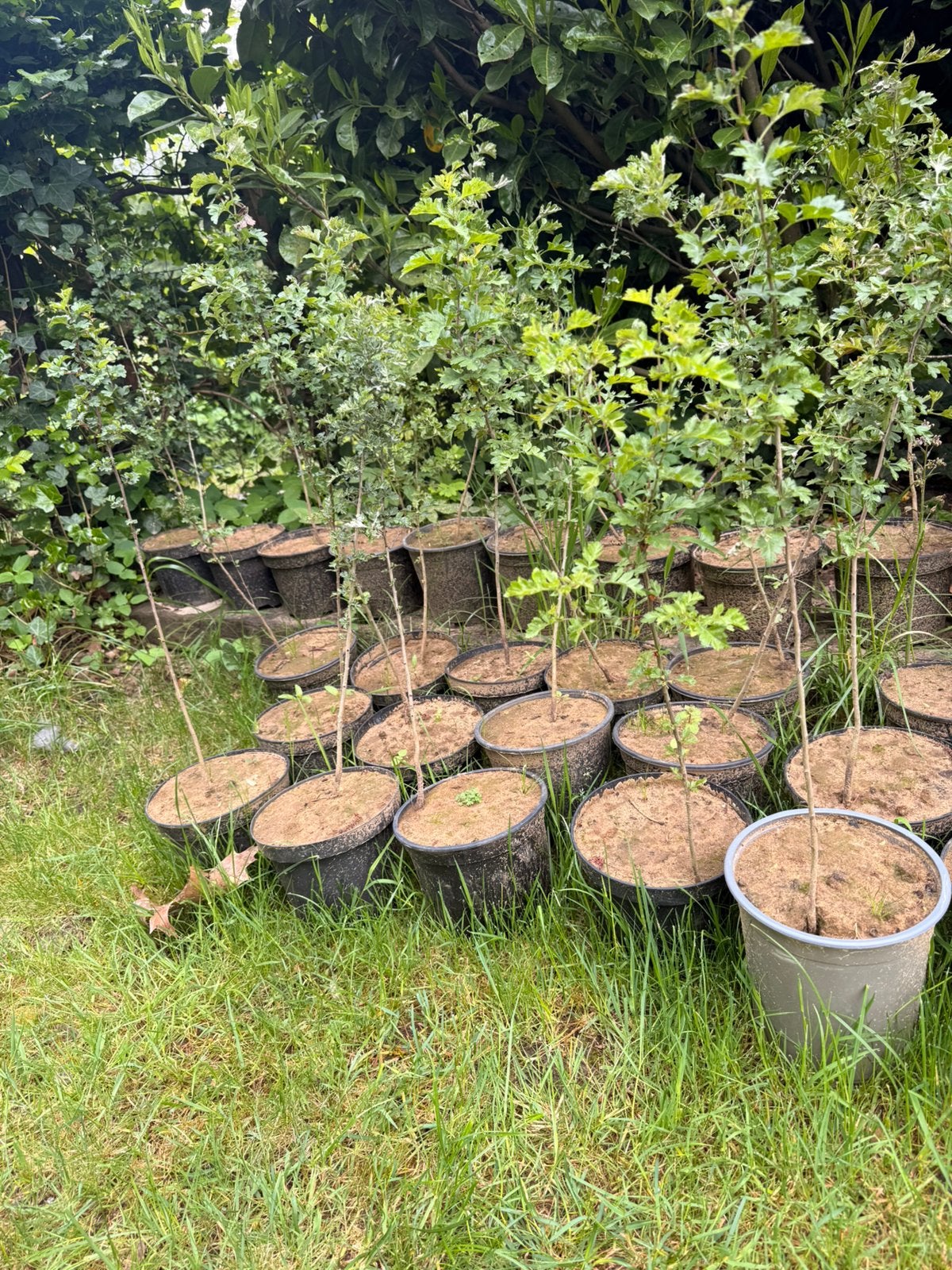 Meidoorn in pot, Ophalen