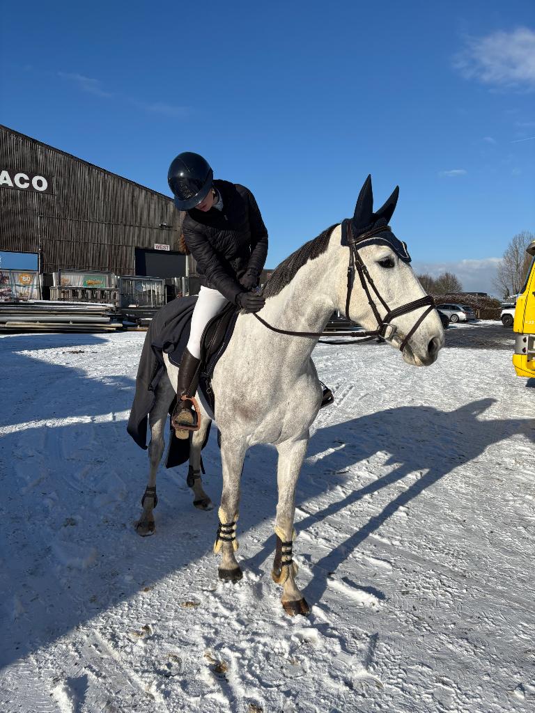 Leuke springmerrie te koop, Dieren en Toebehoren, Paarden, Merrie, Springpaard, M, 3 tot 6 jaar