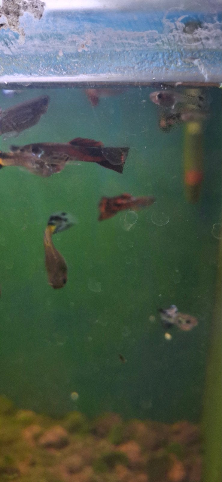 guppy mannen, Poisson, Poisson d'eau douce