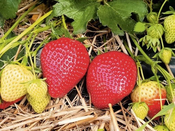 aardbeiplanten Jenkka, Tuin en Terras, Vaste plant, Ophalen of Verzenden, Halfschaduw, Fruitplanten