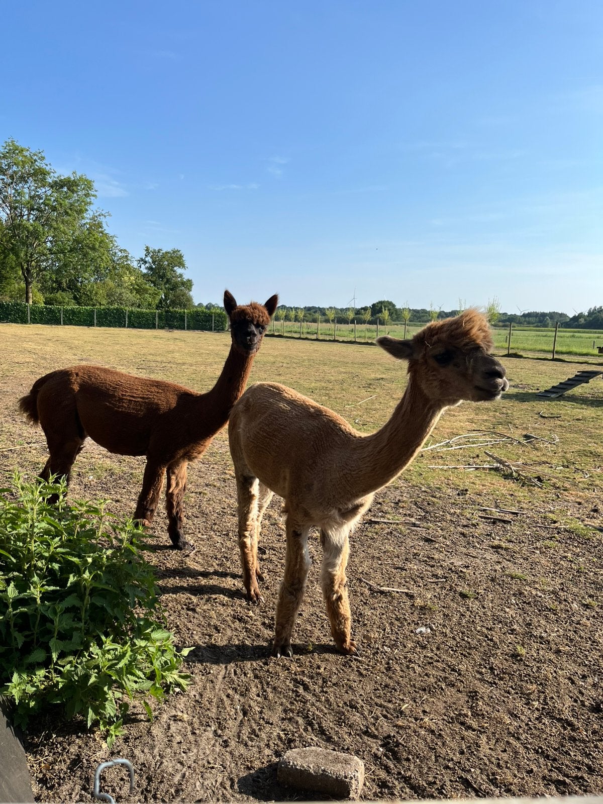 Alpaca wol gratis, Hobby en Vrije tijd, Ophalen