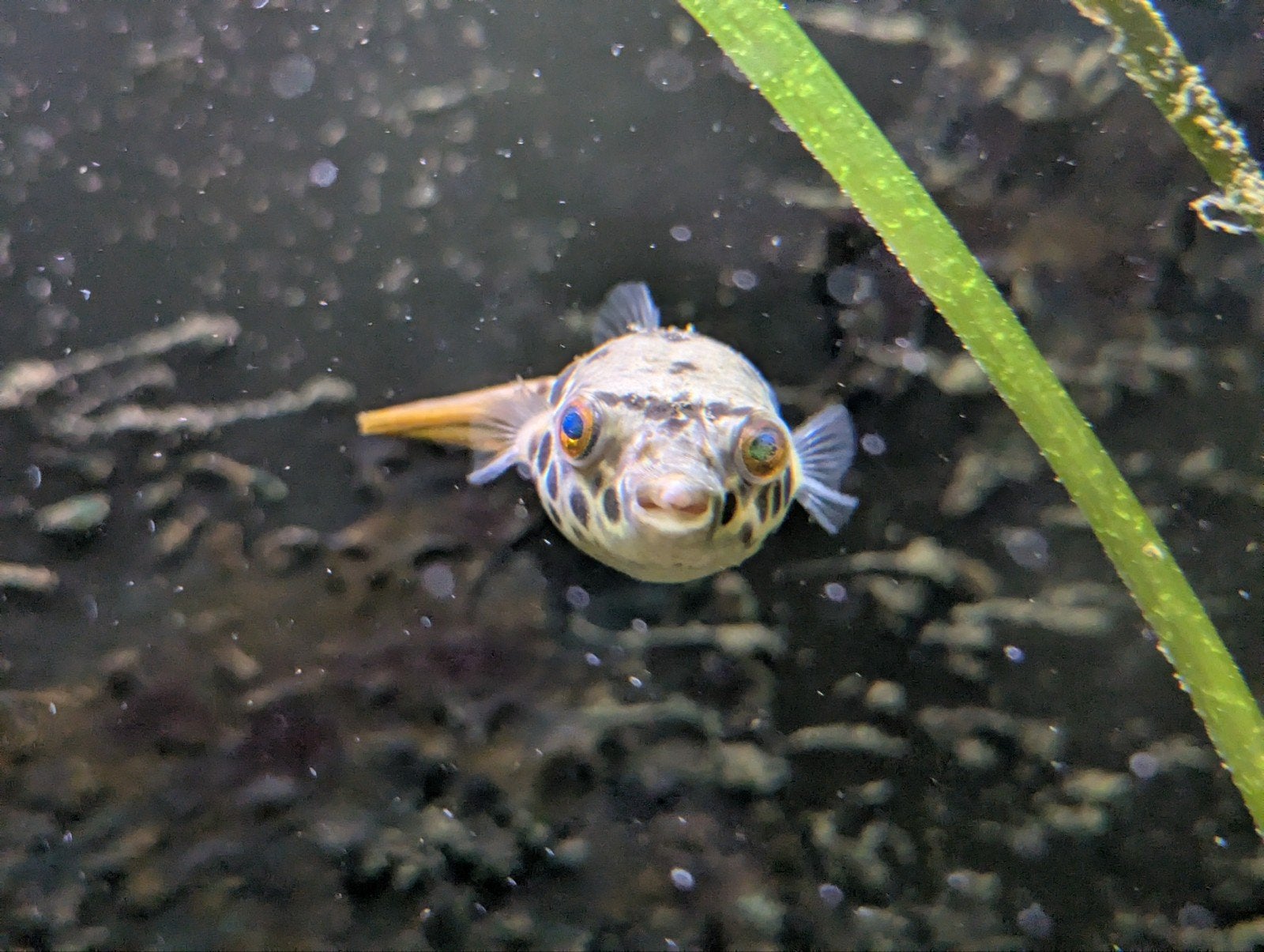 Tetraodon shoutedeni, Enlèvement