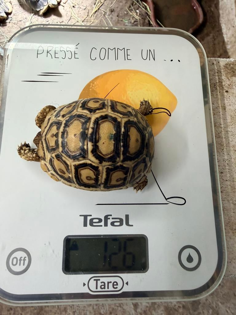 Pardalis somalica blanche, Dieren en Toebehoren, Schildpad