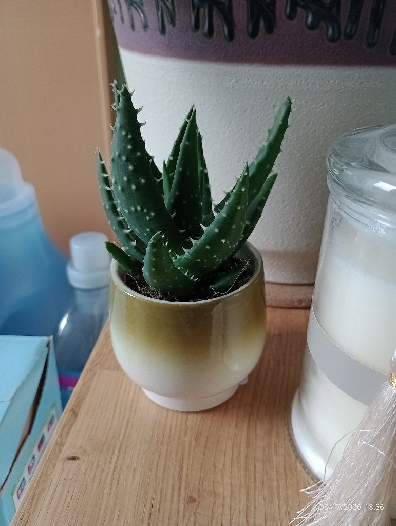 1 EURO plante interieur type cactus succulente aloes, Plante succulente, En pot, Enlèvement ou Envoi, Moins de 100 cm