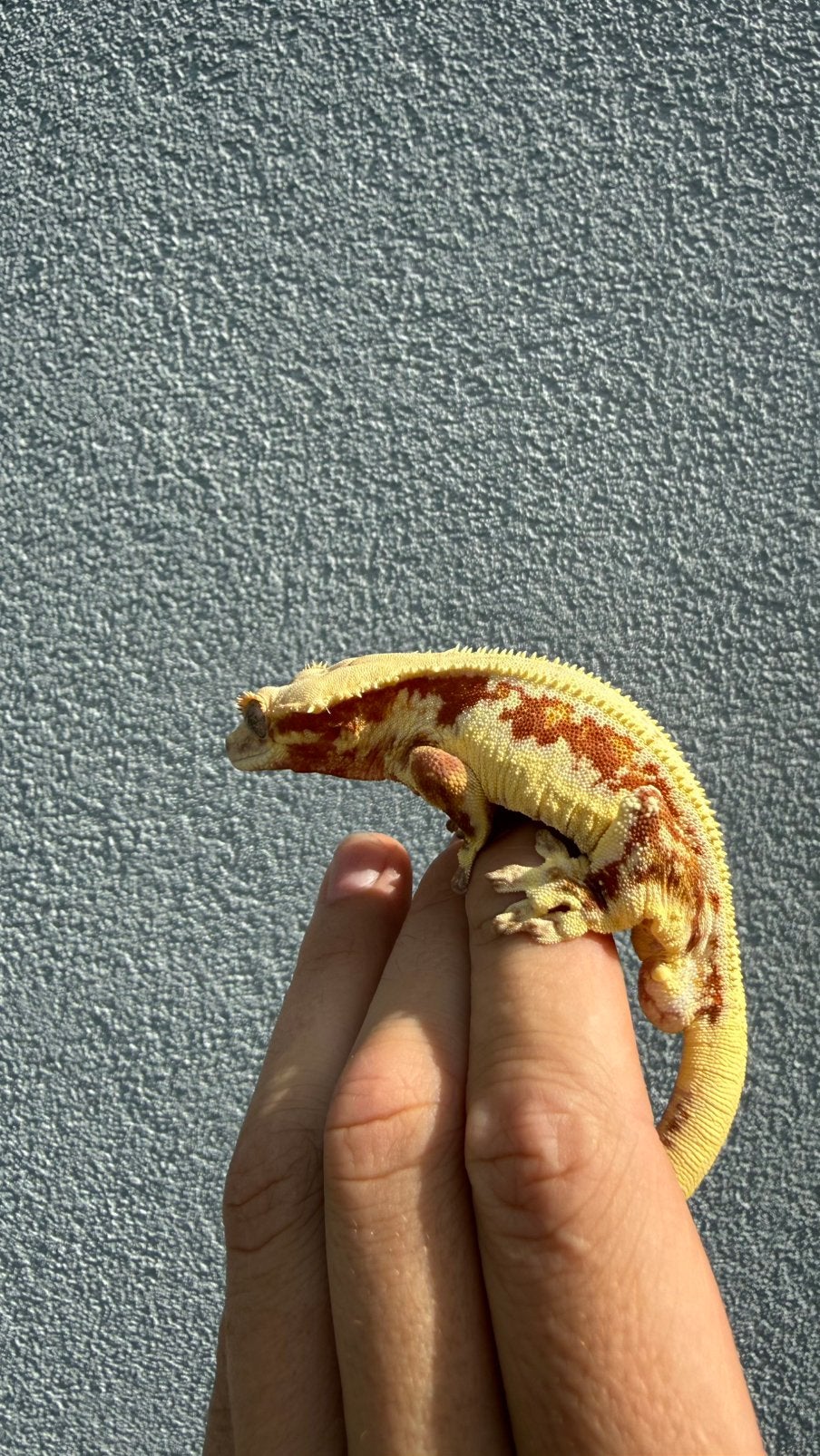 Wimpergekkos gekko en Crete Crested Crested Gecko